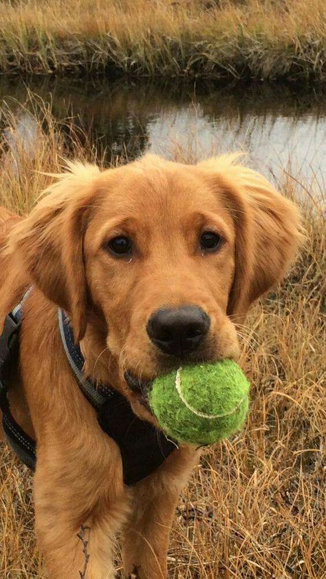 Dark Golden Retriever, Golden Retriever Rescue, Puppy Obedience Training, Positive Dog Training, Golden Retriever Mix, Best Dog Training, Dog Items, Sporting Dogs, Retriever Puppy