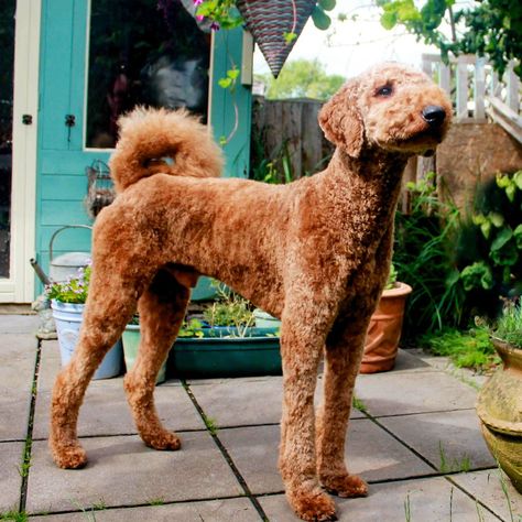 Standard red poodle cut in a utility or natural cut. No shaven face or feet. Poodle Haircuts Standard, Poodle Short Haircut, Standard Poodle Puppy, Poodle Summer Cut, Giant Poodle, Poodle Haircut Styles, Cream Poodle Standard, Apricot Standard Poodle, Standard Poodle Apricot