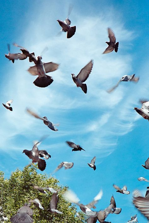 A group of pigeons scattering and fleeing a crazy man with a camera. Pigeons Flying Aesthetic, Pigeons In Flight, Pegion Bird Aesthetic, Pigeons Aesthetic, High Flying Pigeons, Pigeons Flying, Pigeon Flying, Birds Aesthetic, Group Of Birds