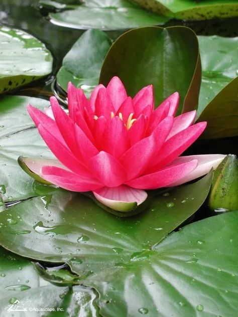 Do You Know Your Aquatic Plants? - Aquascape, Inc. Tranquil Backyard, Beautiful Ponds, Plants For Ponds, Pond Flowers, Backyard Escape, Lotus Flower Pictures, Dark Garnet, Gardens Flowers, Hgtv Garden