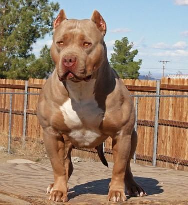 Handsome!  https://t.co/4RMXQRIQ7G  #Furbuddies #DogLover #DogLover #Dogs #Dog Pitbull Dog Breed, Bully Pitbull, Puppy Kennel, Bully Breeds Dogs, Scary Dogs, Huge Dogs, Giant Dogs, Bully Dog, Pitbull Puppies