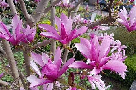 Magnolia 'Susan' Magnolia Susan, Courtyard Plants, Spanish Bluebells, Flowering Cherry Tree, Magnolia Tree, Specimen Trees, Plant Problems, Perennial Shrubs, Plant Diseases