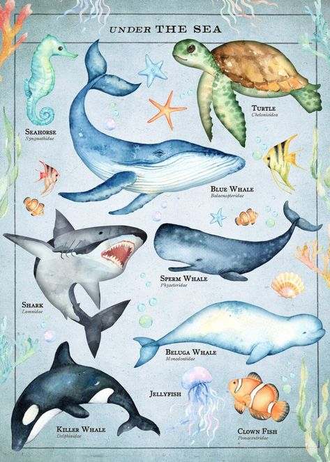 Ocean Posters Vintage, Sea Creatures Illustration, Sea Nymph, Ocean Nursery, Ocean Kids, Educational Wall Art, Urban Street Art, Marine Biologist, Bright Art