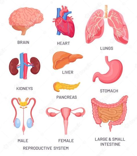 Premium Vector | Human organs. cartoon brain, pancreas and intestine. male and female reproductive system. internal organ for anatomy educational vector set. illustration brain human, organ stomach and liver Anatomy Body Parts, Body Parts For Kids, Cartoon Brain, Human Body Worksheets, Human Organs, Human Body Organs, Human Liver, Human Organ, Internal Organs