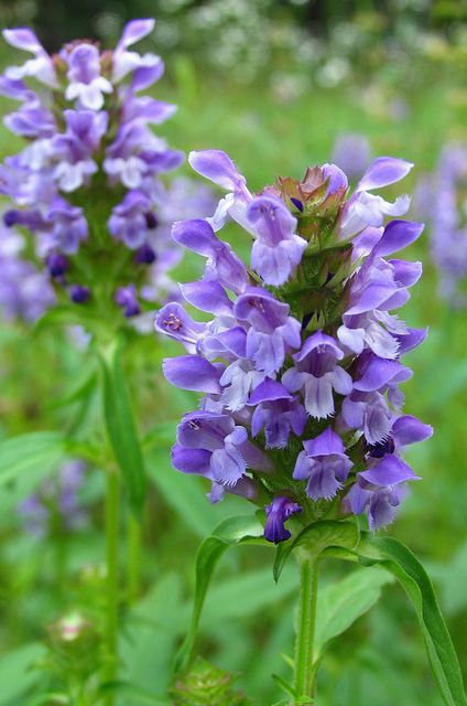 Prunella vulgaris [Selfheal] Mint Plant Uses, Hedgerow Plants, Arkansas Garden, Changbai Mountain, Prunella Vulgaris, British Wildflowers, Mint Plant, Healing Wounds, Photo Flowers