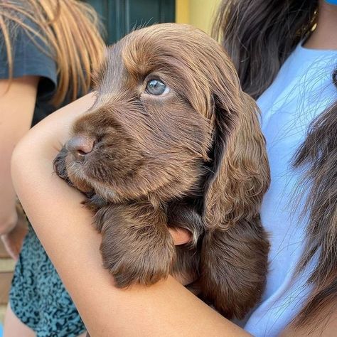 Show Cocker Spaniel, English Cocker Spaniel Puppies, Doberman Puppies, Working Cocker, Cocker Spaniel Puppies, Bad Behavior, Very Cute Dogs, English Cocker, Puppies And Kitties