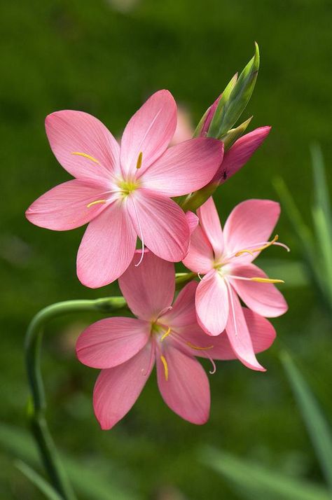 The Grass, Pink Flowers, Flowers, Green, Pink