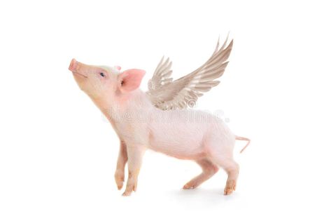 Pig. With wings on a white background. studio , #AFF, #wings, #Pig, #white, #studio, #background #ad Pig Wings, Pig With Wings, Pigs Fly, Background Studio, Funny Pigs, Pig Art, Wings Art, Flying Pig, Pigs