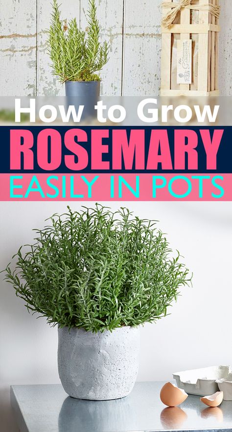 Growing Rosemary in Pots will give you access to fresh sprigs of this culinary and medicinal herb all year round. Planting Rosemary In Pots, Rosemary Indoor Plant, Growing Rosemary In Pots, How To Grow Rosemary Indoors, Rosemary In Pots, Rosemary Growing, Rosemary Plant Care, Growing Rosemary Indoors, How To Grow Rosemary