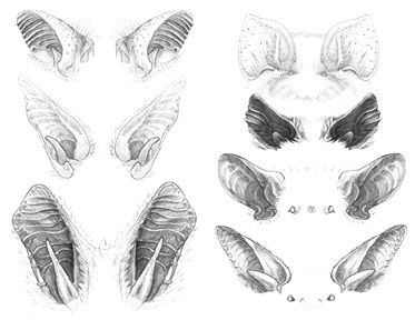 #bat #ears #illustration Bat Ears Reference, Vampire Ears Drawing, Bat Ears Diy, Bat Ears Drawing, Vampire Ears, Bat Tats, Ears Illustration, Bat Oc, Bat Sketch