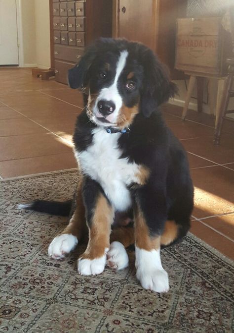 Bernese Mountain Dog puppies are so cute and as adults they are very sweet. Bernese Mountain Dog Puppy, Dog Puppies, Husky Mix, Fluffy Dogs, Mountain Dog, Bernese Mountain, Fluffy Animals, Bernese Mountain Dog, Mountain Dogs