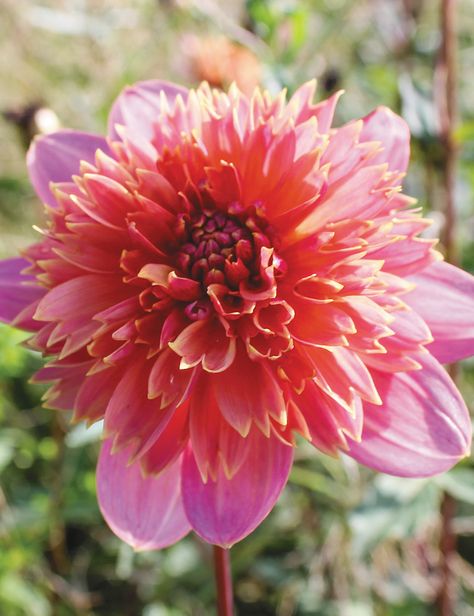 Anemone Dahlia, Plant Combos, Tomato Fertilizer, Dahlia Garden, Dahlias Garden, Dahlia Flower, Color Shapes, Mulch, Anemone