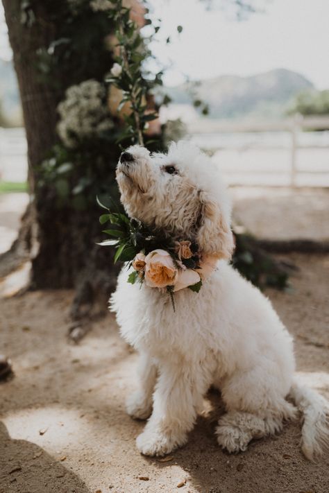 Flower Puppy Wedding, Puppy At Wedding, Pet Friendly Wedding, Dogs In Weddings Ideas, Flower Dog Wedding, Friends At Wedding, Santa Barbara Wedding Reception, Wedding Puppy, Dog Friendly Wedding