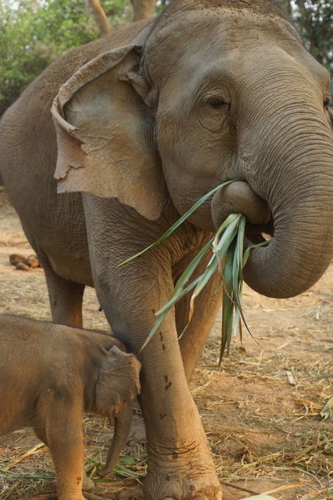 Adult #elephants eat up to 300kg a food a day, but #babies will only start eating solid food around 6 - 8 months. Elephant Eating, Elephant Pictures, 8 Months, A Food, Thailand, Elephant, Animals, Travel, Quick Saves