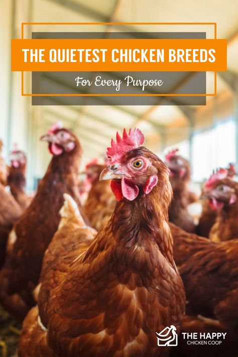 The Quietest Chicken Breeds For Every Purpose - Chicken Barn, Homestead Gardens, Raising Backyard Chickens, Backyard Farming, Chicken Breeds, Raising Chickens, Chicken Coop, Chickens Backyard, Coop