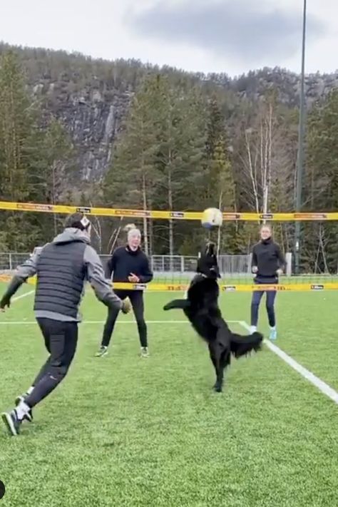 Watch This Video of a Dog Playing Volleyball With Humans Dog Playing Volleyball, Dog Volleyball, Volleyball Setter, Playing Volleyball, Volleyball Skills, Dog Playing, Flat Coated Retriever, Volleyball Players, Beach Volleyball