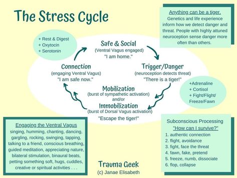 Janae Elisabeth on Instagram: “Let's learn about the stress cycle! 😎 #stresscycle #stressrelief #neurodiversity #vagusnerve #nervoussystem #traumainformed…” Polyvagal Theory, Nervus Vagus, Emdr Therapy, Vagus Nerve, Counseling Resources, Mental Health Support, Self Compassion, Neuroscience, Emotional Healing