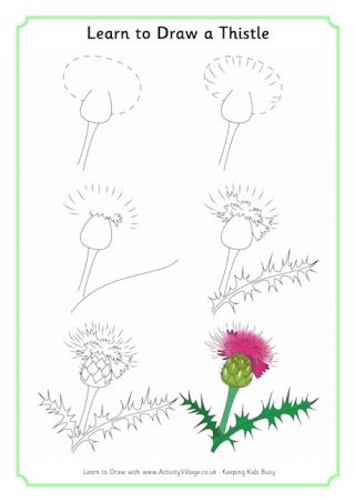 Learn To Draw A Thistle How To Draw A Thistle, Thistle Flower Drawing, Ornamental Lettering, Learn To Draw Flowers, Flower Medicine, Thistle Painting, Thistles Art, Flower Drawing Tutorials, Rose Drawing