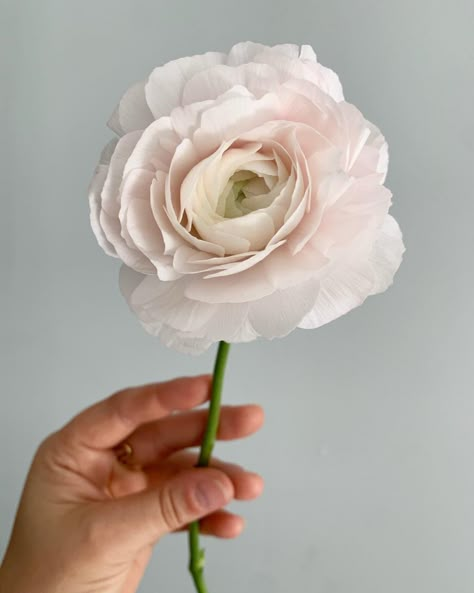 Blush Pink Ranunculus, Ranaculus Flowers, Flower Mood Board, White Ranunculus Bouquet, Blush Tulips, Clooney Ranunculus, Blush Ranunculus, Ranunculus Wedding Bouquet, Stock Flowers