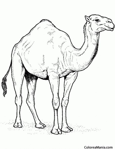 Camel Tattoo, Camel Animal, Camels Art, Koi Fish Drawing, Animal Templates, Farm Paintings, Desert Animals, Nature Art Drawings, Drawing Examples