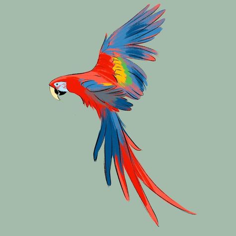 Charlotte Belland on Instagram: “Incoming rainbow! 🌈✨ #scarletmacaw #macawdrawing #quicksketch” Scarlet Macaw Drawing, Macaw Illustration, Macaw Drawing, Cute Bird Drawing, Drawing Parrot, Rainbow Parrot, Parrot Illustration, Macaw Art, Parrot Drawing