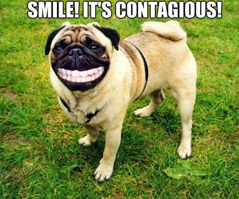 My what big teeth you have... Dogs Pictures, Pug, Funny Dogs, Dogs, Funny