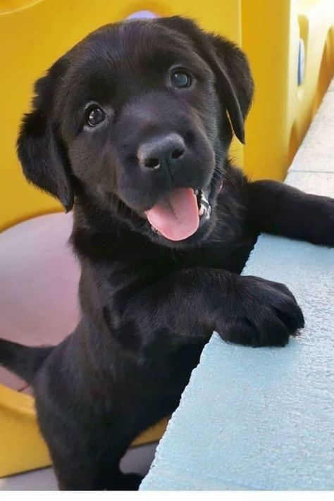 Black Golden Retriever, Training Strategy, Perros Golden Retriever, Black Labrador Puppy, Labrador Noir, Cute Teacup Puppies, Cute Dog Wallpaper, Black Puppy, Really Cute Puppies