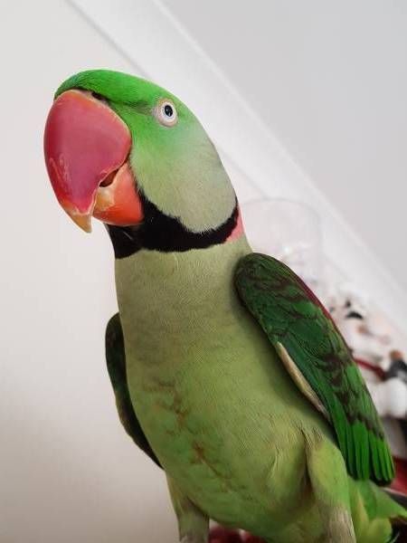 STATUS UPDATE: This report has now been closed on our website due to being: REUNITED Alexandrine Parakeet, Alexandrine Parrot, Canary Singing, Indian Ringneck, Birds Parrots, Maya Quotes, Talking Parrots, Status Update, Android Wallpaper Flowers