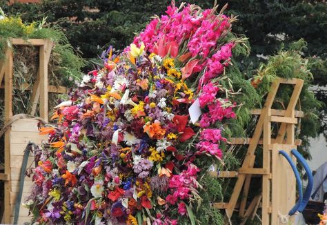 Every August, the city of Medellín comes alive with the bright colors and the scents of local flowers during the unmissable Medellín Flower Festival. Local Flowers, Global Studies, Visit Santa, Flower Festival, Special Flowers, Flower Party, Flower Display, Cultural Events, Single Flower