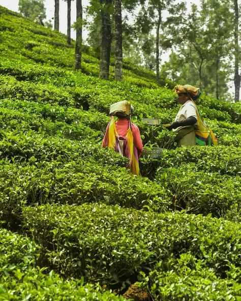 Valparai, Tamilnadu, India 🇮🇳 Valparai Photography, Tea Gardens, Tea Culture, Darjeeling, Tea Garden, Beautiful Photography, Shower Invitation, Baby Shower Invitations, Invitation Template