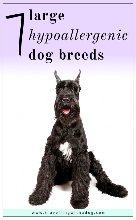 7 large hypoallergenic dogs -- both shedding and non-shedding -- for people who suffer from allergies. #hypoallergenic #largedogs #dogbreed Big Hypoallergenic Dogs, Hyperallergic Dogs, No Shed Dog Breeds, Low Shedding Dog Breeds, Lap Dog Breeds, Non Shedding Dog Breeds, Best Large Dog Breeds, Funny Looking Dogs, Best Hypoallergenic Dogs