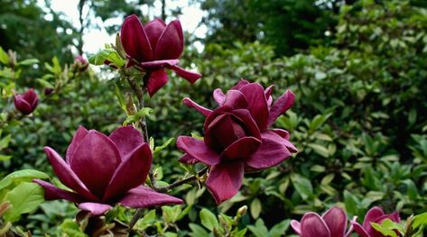 Magnolia Genie, Purple Magnolia, Yellow Green Eyes, Tulip Magnolia, Acidic Soil, Plant Zones, Red Bud, Red Blossoms, Fragrant Plant