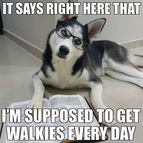 22 Adorable and Funny Animal Pets That Are Doggone Great   #funnyanimals #funnyanimalmemes #funnyanimalpics #funnycats #funnydogs Husky Quotes, Siberian Husky Training, Funny Dog Quotes, Husky Funny, Dog Jokes, Husky Lover, Siberian Husky Dog, Dog Quotes Funny, Funny Dog Memes