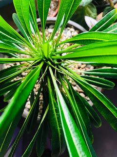 Madagascar Palm In Pot, Madagascar Palm Tree, Palm Tree Care, Madagascar Palm, Spider Mites, Cactus Succulents, Growing Plants Indoors, Care Care, Houseplants Indoor