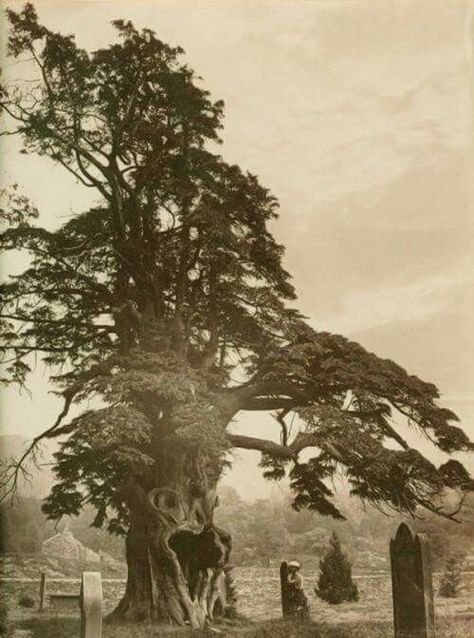 Yew trees in the Lake District, c. Payne Jannings Yew Tree Aesthetic, Ancient Yew Tree, Cardinal Tree, Yew Tree, Lake District England, Hummingbird Pictures, Folk Stories, Tree People, Cemetery Art