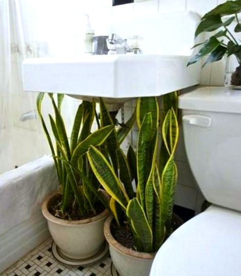 Mother-in-Law's Tongue plants cover up an ugly under-sink spot Hide Pipes, Houseplants Low Light, Bathroom Plants, Plant Decor Indoor, Trendy Bathroom, Apartment Garden, Rustic Bathroom, Beautiful Bathrooms, Bathroom Sets