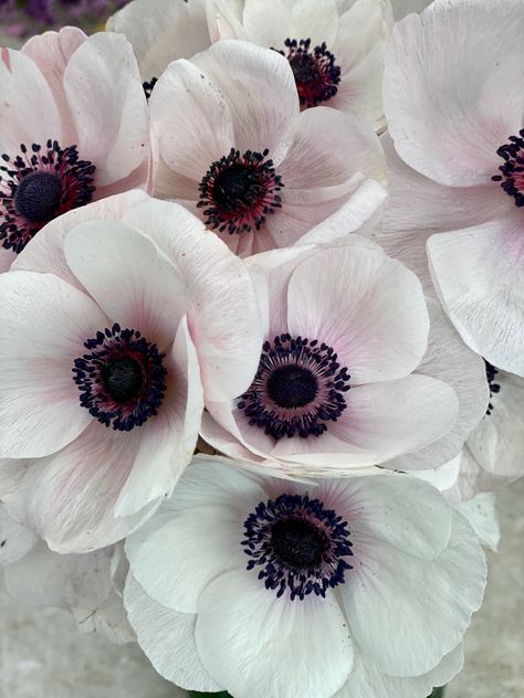 Anemone Flower Aesthetic, Anemone Aesthetic, Anemone Flower Wedding, Anemones Flower, Purple Anemone, Anemone Wedding, Gothic Garden, White Anemone, Anemone Flower