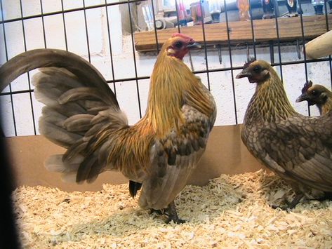 Old English Game Bantams, Bantam Cochin Chickens, Pekin Bantam Chickens, Rooster Of Barcelos, Old English Bantam Chickens, Hen Gathereth Her Chickens, Duck Or Rabbit, Live Chicken, Rooster Breeds