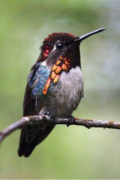 Bee Hummingbird, Hummingbird Photos, Animals Tattoo, Hummingbird Pictures, Hope Is The Thing With Feathers, Emily Dickinson, Humming Bird Feeders, Nature Birds, Art Japonais