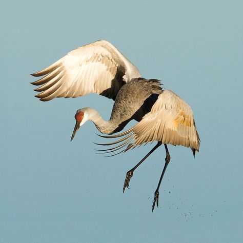 Sandhill Crane Miss Video, Crane Drawing, Sandhill Cranes, Tattoo Animal, Sandhill Crane, Crane Bird, Bird Tattoo, Herons, Bird Wallpaper