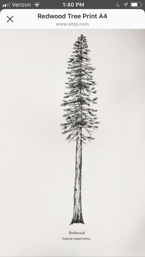 California Redwood Tattoo, Sequoia Tree Tattoo, Sequoia Tree Drawing, Red Wood Tree Tattoo, Sequoia Tattoo, Minimalist Redwood Tree Tattoo, Redwood Tree Tattoo California, Redwood Tree Tattoo, Giant Sequoia Tree Tattoo