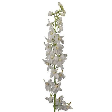 Flower Library, White Units, Delphinium, White Image, Waltz, Florist, Plants, White