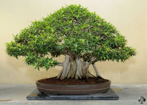 The Ficus is tolerant to low humidity and can withstand quite a lot; a good choice for beginners.  Other popular indoor bonsai trees include the Crassula (Jade), the Ligustrum (Privet), the Carmona (Fukien Tea), the Schefflera Arboricola (Hawaiian Umbrella) and the Sageretia (Sweet Plum). Bonsai is truly one of the most graceful art forms that we are blessed to appreciate. Ginseng Bonsai, Ficus Ginseng Bonsai, How To Grow Bonsai, Ficus Bonsai Tree, Chinese Elm Bonsai, Elm Bonsai, Ficus Bonsai, Bonsai Ficus, Jade Bonsai