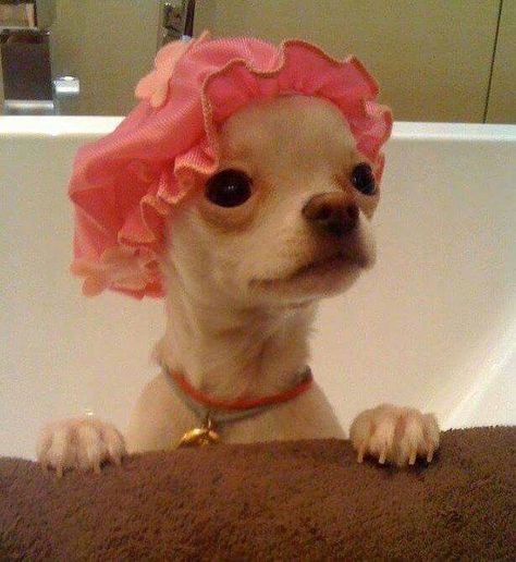 Hora do banho Small Dog, Chihuahua, A Small, Bath, Pink