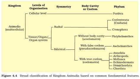 Classification of Animals Five Kingdom Classification, Animal Kingdom Classification, Notes For Biology, Animalia Kingdom, Kingdom Classification, Biological Classification, Class 11 Notes, Taxonomic Classification, Biology Class 11