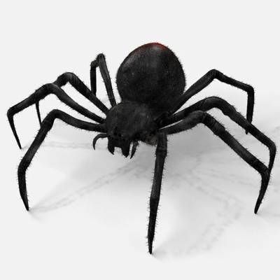 Spider Black Widow, Brown Tattoo Ink, Brown Tattoo, Models To Draw, Widow Spider, Black Widow Spider, Render Image, Halloween Door Hangers, Spider Art