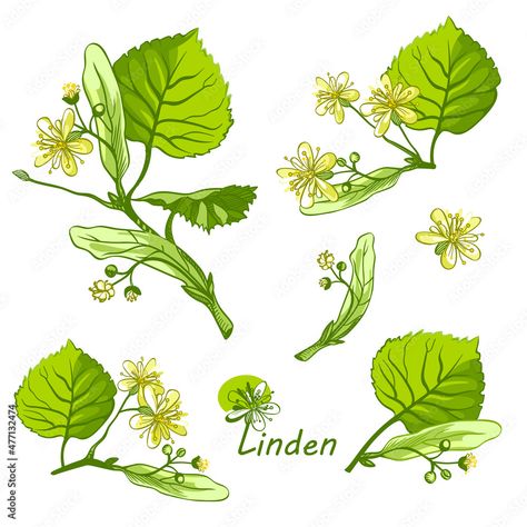 Linden Flower Tattoo, Wild Foraging, Female Tattoos, Linden Tree, Tree Drawing, Tree Tattoo, Get A Tattoo, Embroidery Flowers, I Tattoo