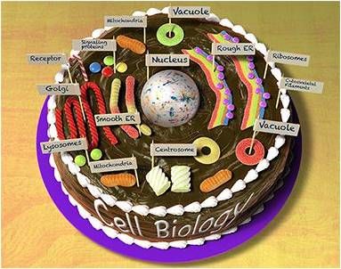 Cell Membrane Cake Project, Biology Cake Ideas, Edible Animal Cell Project, Animal Cell Cake Project, Plant Cell Project Ideas Models, Cell Cake Project, Edible Cell Model, Biology Cake, Animal Cell Cake