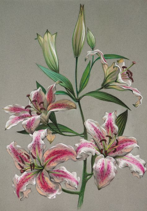 OR Spectator Lily Flower Drawing, Art Colored Pencil, Beautiful Sketches, Floral Drawing, Art Pastel, Colored Pencil Drawing, Photorealism, Plant Illustration, Ethereal Art