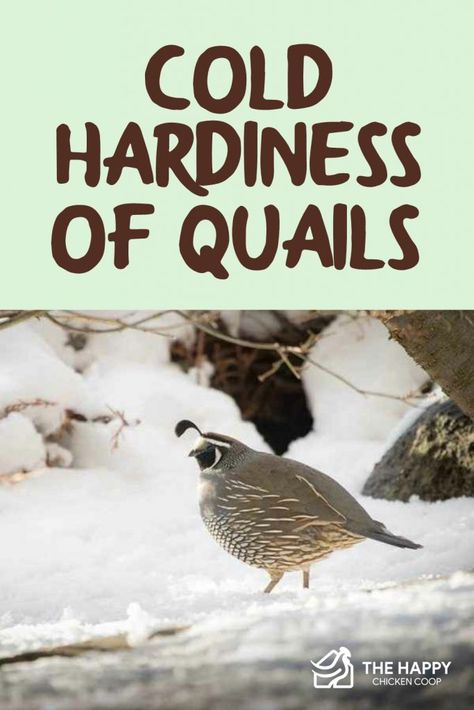 Winter Quail Coop, Homestead Inspiration, Gentle Living, Rabbit Water Bottle, Animal Farming, Quail Coop, Farming Ideas, Backyard Animals, Raising Quail